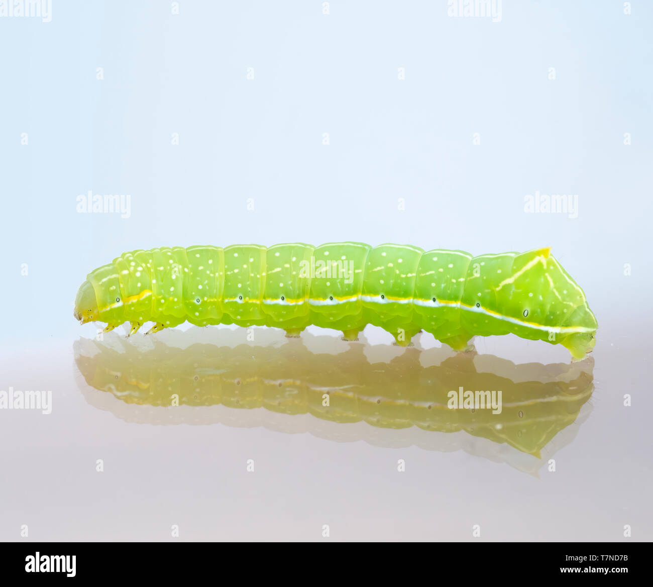 Green caterpillar with yellow, white and black markings. Amphipyra pyramidoides, Copper Underwing Moth larva, early instar. Stock Photo