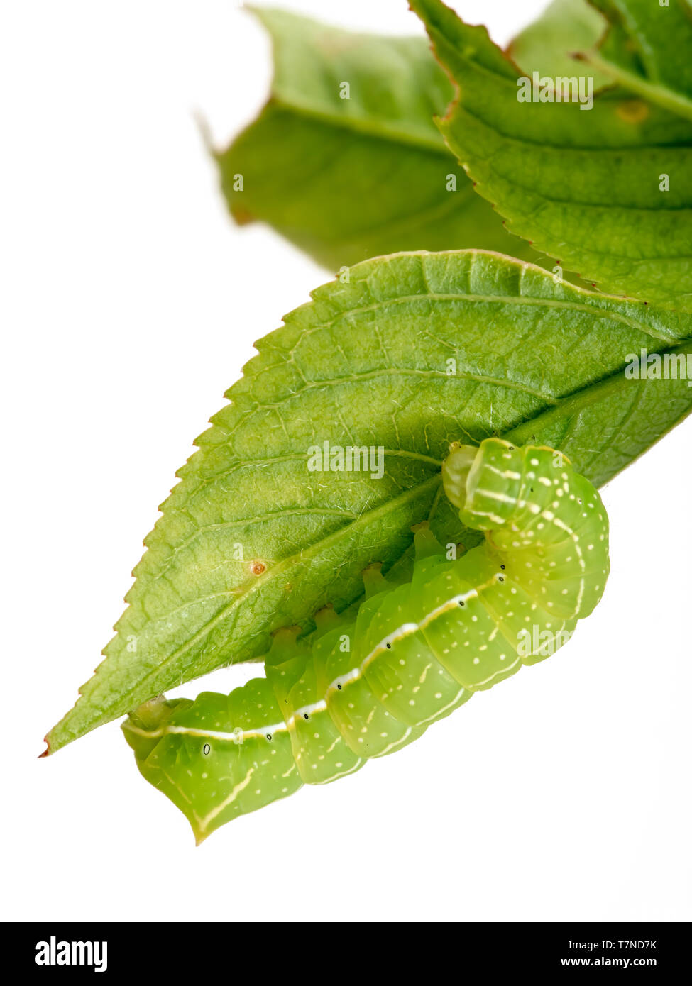Green caterpillar with yellow, white and black markings. Amphipyra pyramidoides, Copper Underwing Moth larva, early instar. On leaf, isolated on white Stock Photo