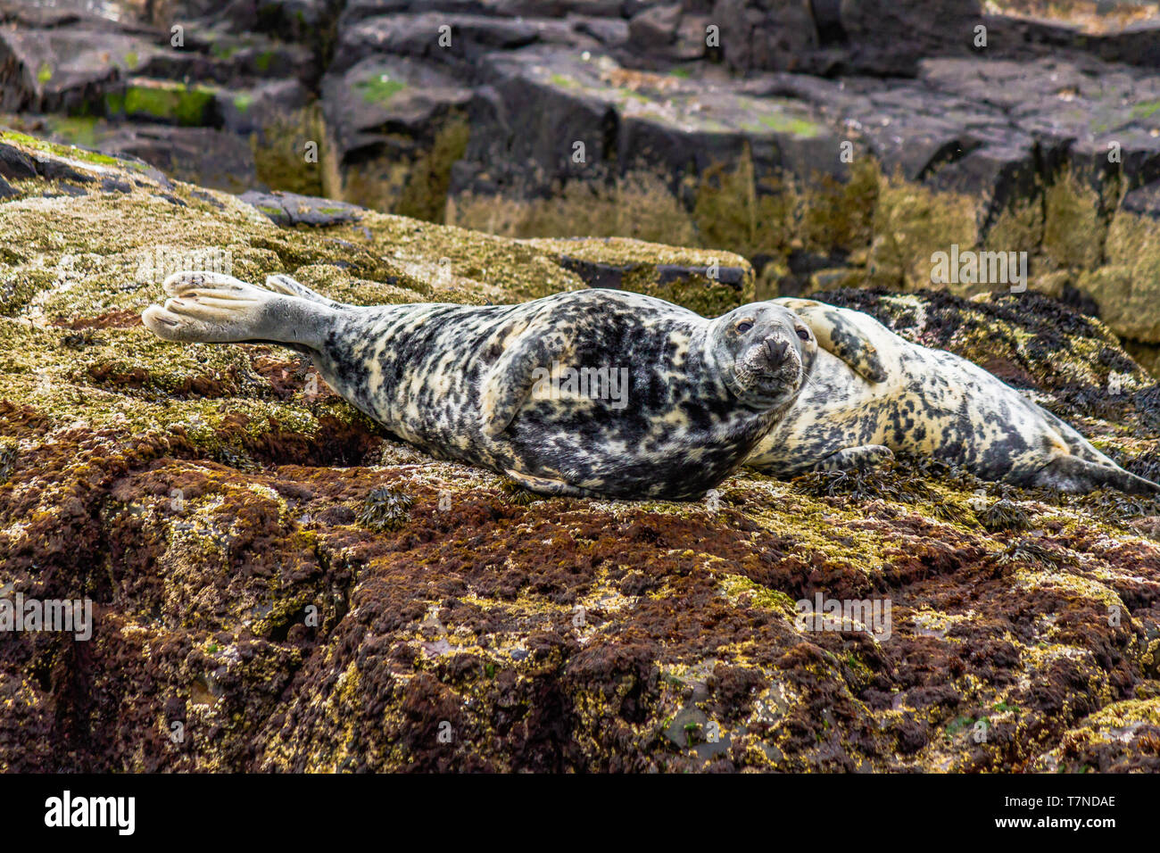 Colony of Grey Seals at home on the Farne Islands, Northumberland, UK. May 2018. Stock Photo