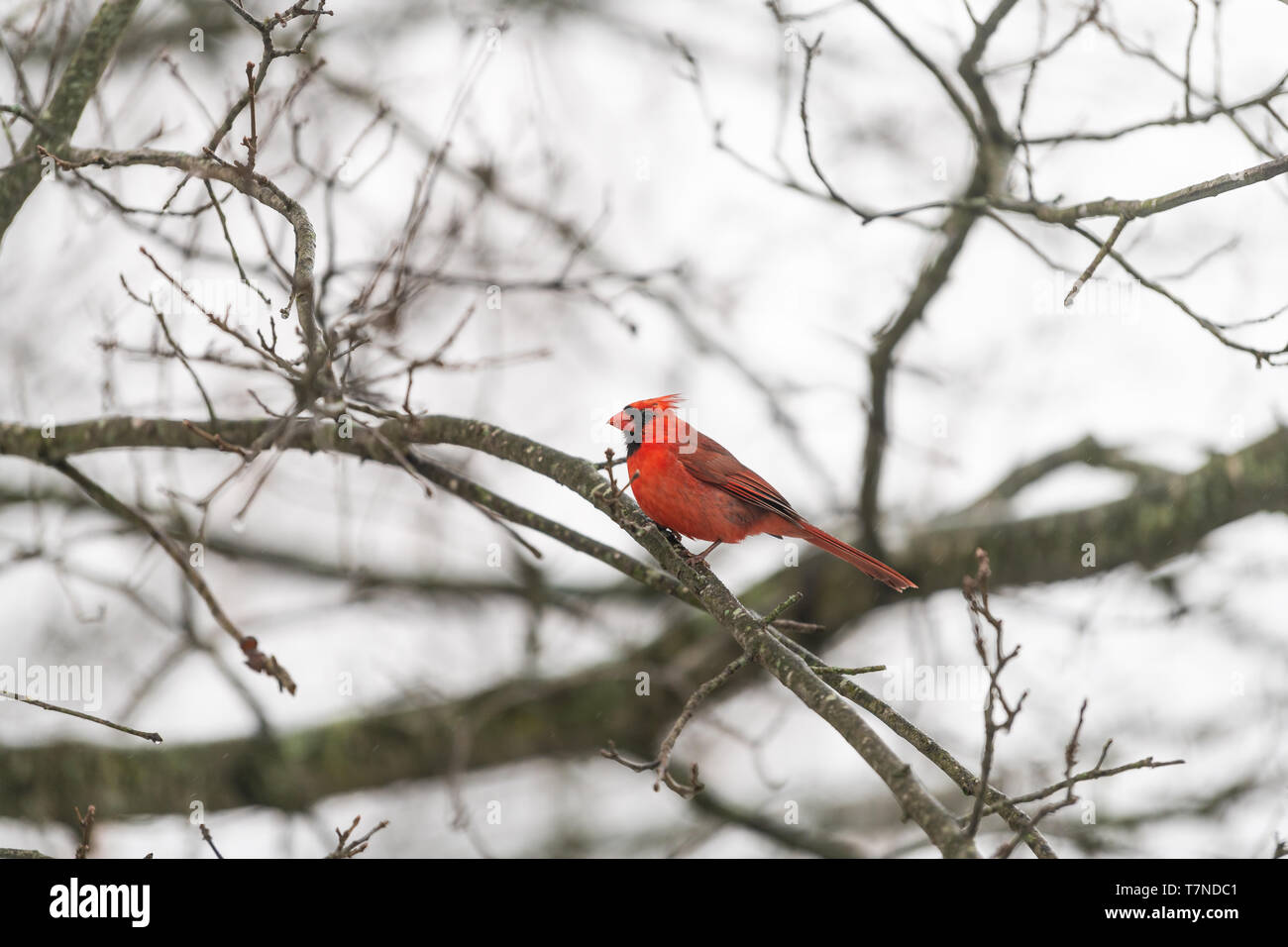 Red northern cardinal Cardinalis bird or redbird perched on tree branch