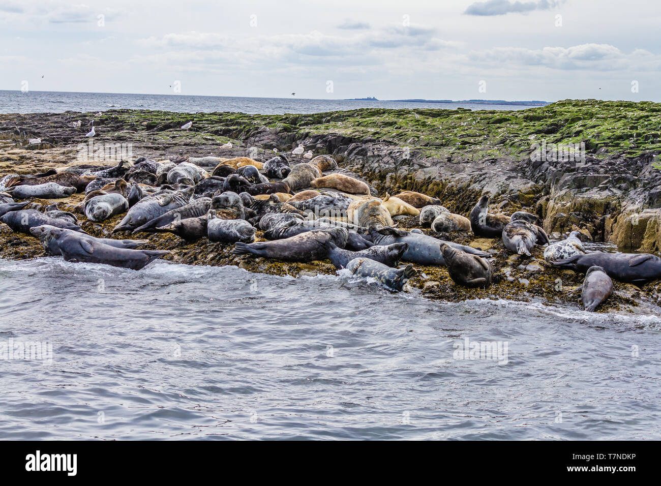 Colony of Grey Seals at home on the Farne Islands, Northumberland, UK. May 2018. Stock Photo