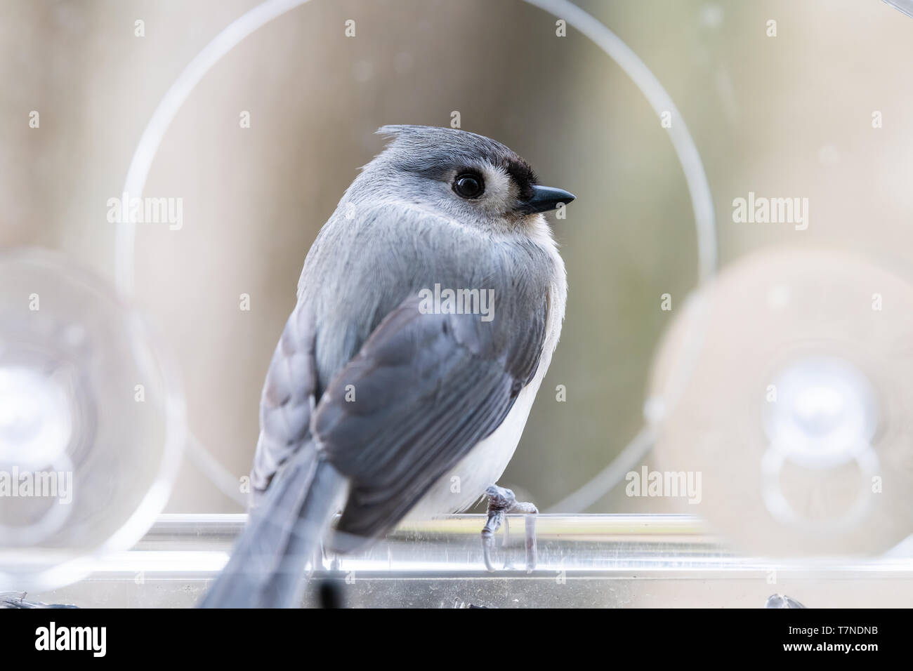 One Tufted Titmouse Macro Closeup Perched On Plastic Window Bird