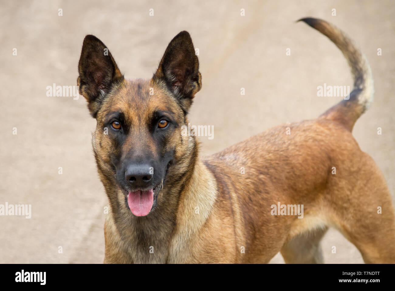 Malinois dog head portrait Stock Photo