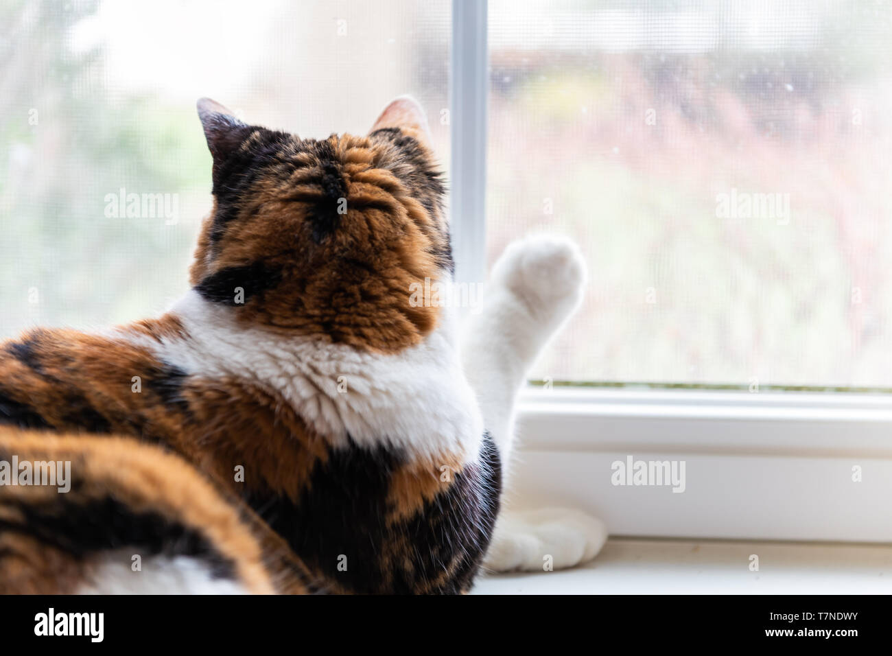 Closeup of one female cute calico cat lying down by windowsill sill indoors of house home room looking out through window touching with paw Stock Photo