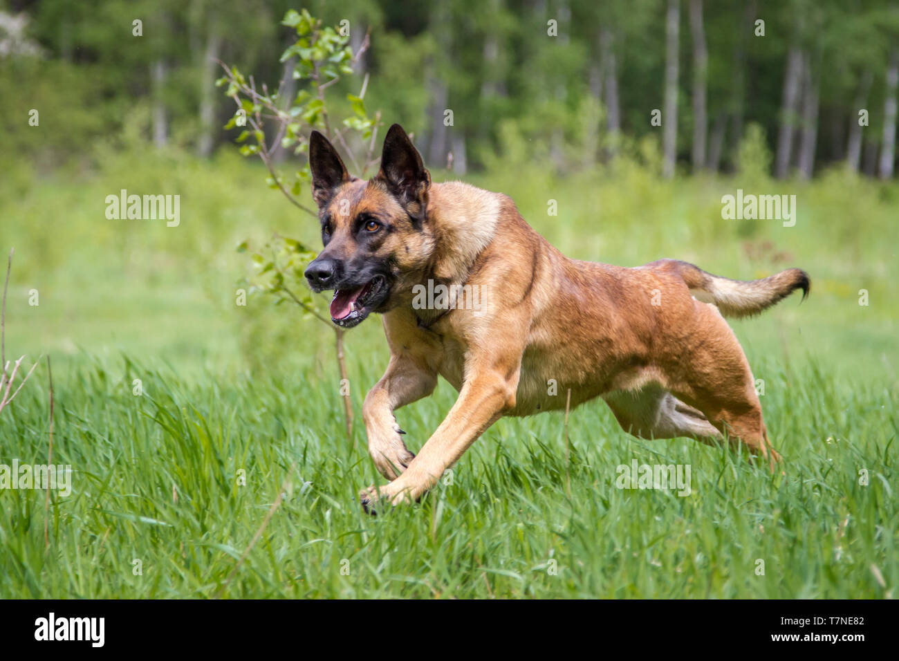 Malinois dog running Stock Photo
