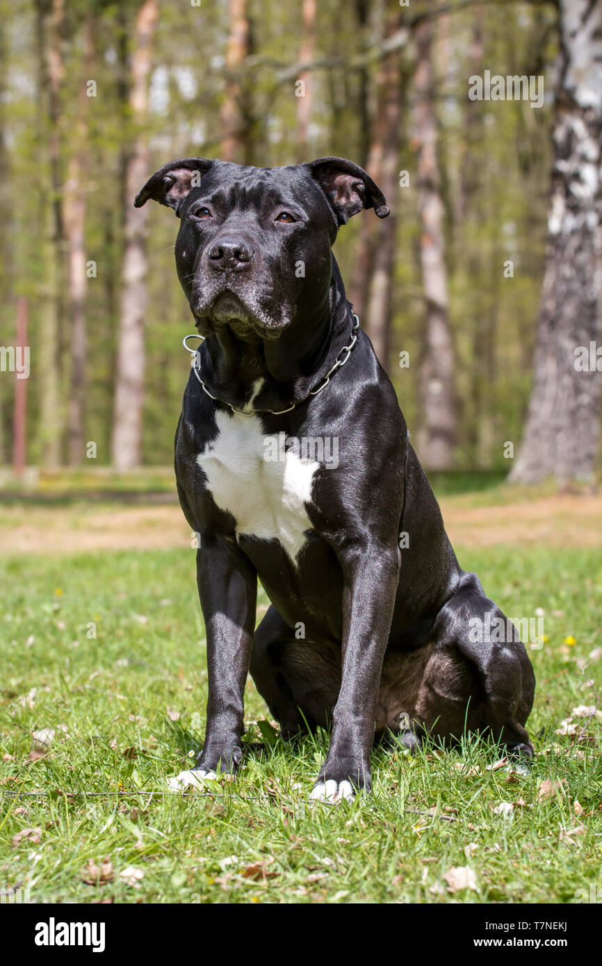 Black American Staffordshire Terrier 