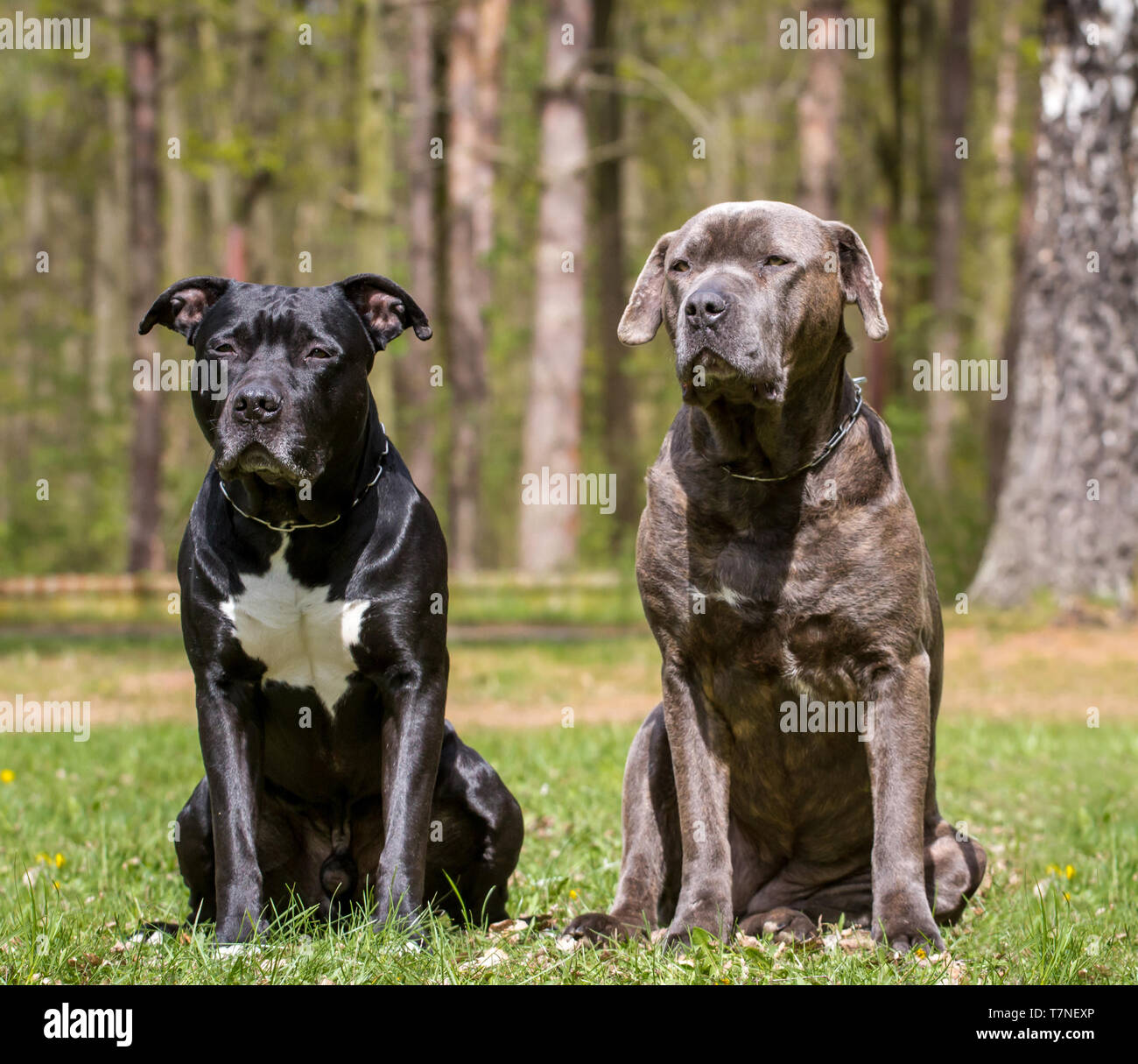 Two dogs dog friends American Staffordshire Terrier and Bandog