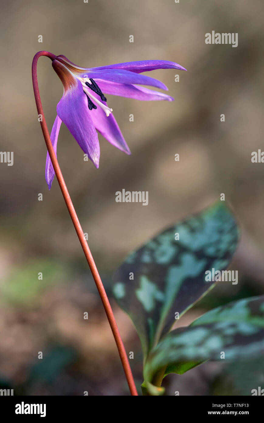 Dogtooth violet (Erythronium dens-canis), lily family (Liliaceae), Chancy, Canton of Geneva, Switzerland Stock Photo