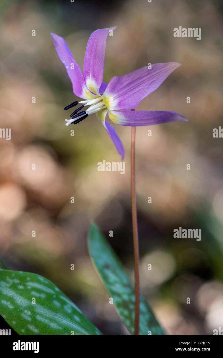 Dogtooth violet (Erythronium dens-canis), lily family (Liliaceae), Chancy, Canton of Geneva, Switzerland Stock Photo