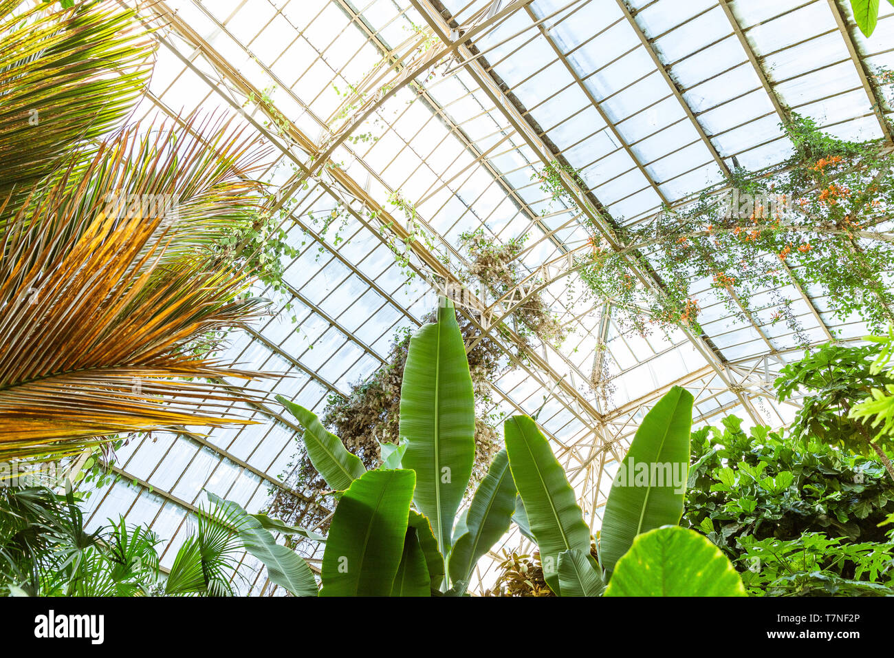 Tropical greenhouse glasshouse sunny interior full of lush green plants ...