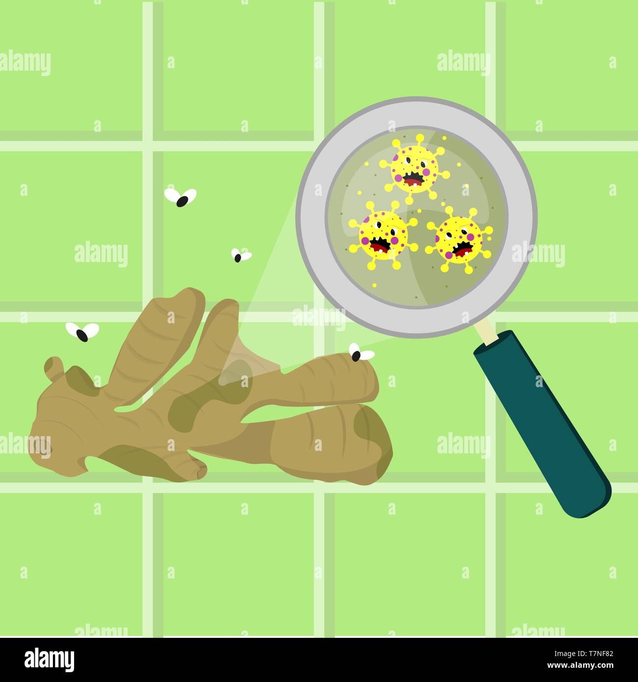 Ginger bulb contaminated with cartoon microbes. Microorganisms, virus and bacteria in the vegetable enlarged by a magnifying glass. Angry microbes car Stock Vector