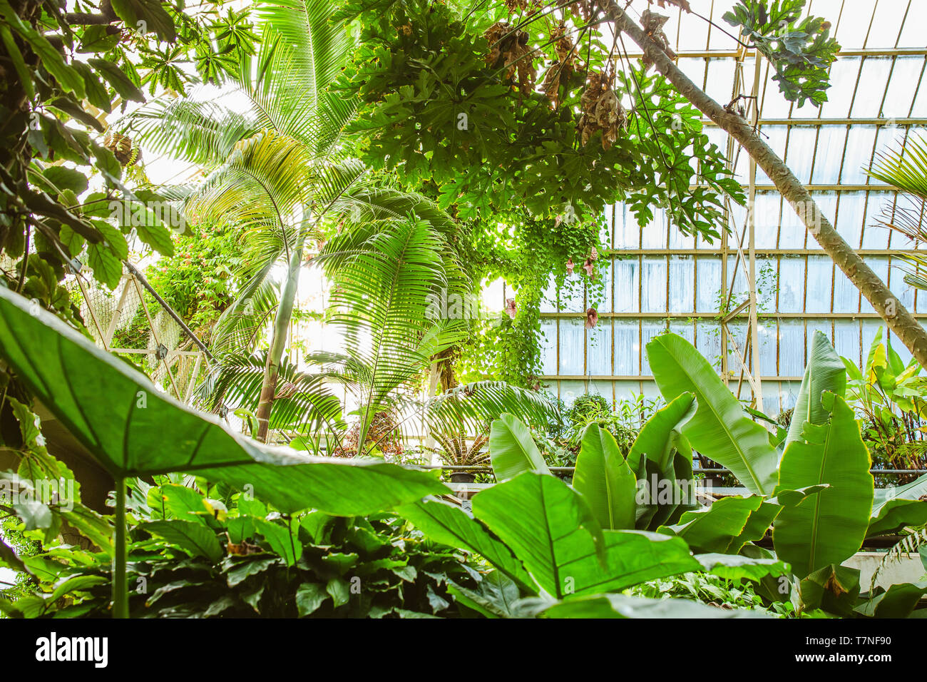 Tropical greenhouse glasshouse sunny interior full of lush green plants ...