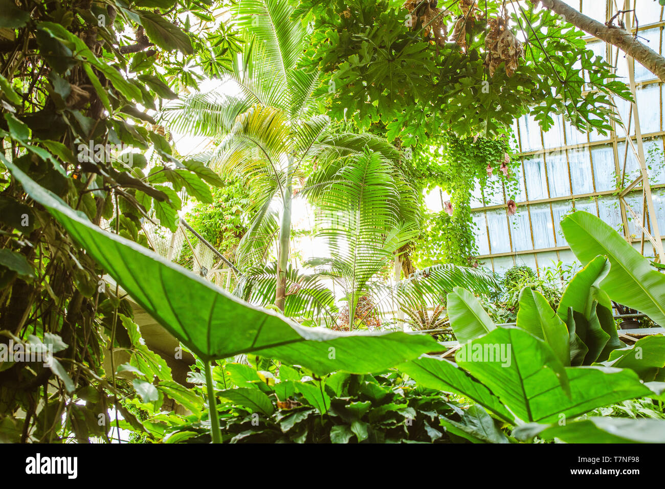 Tropical greenhouse glasshouse sunny interior full of lush green plants ...