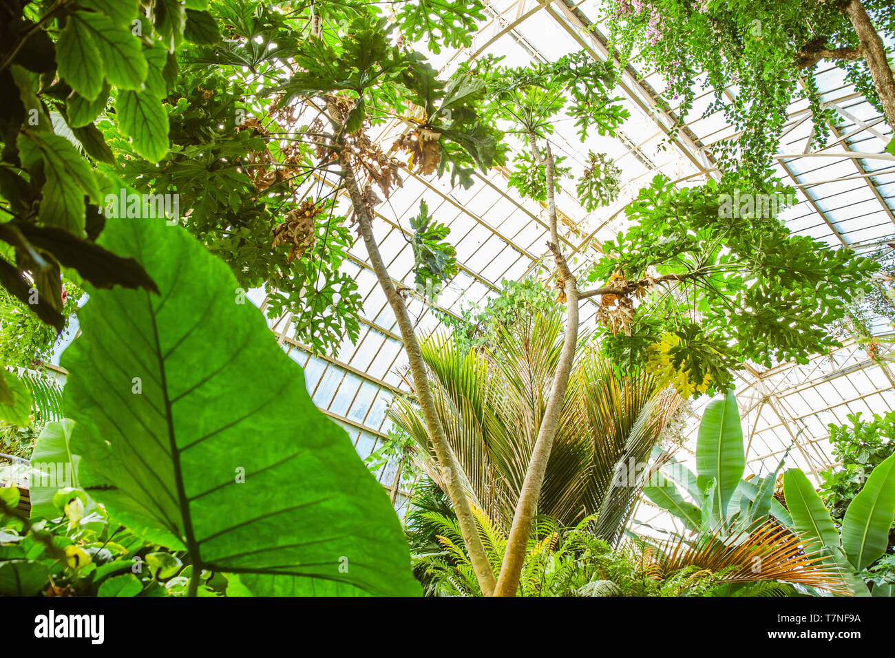 Tropical greenhouse glasshouse sunny interior full of lush green plants ...