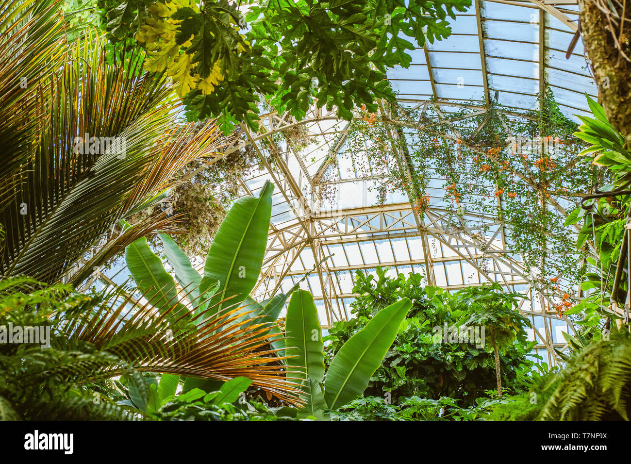 Tropical greenhouse glasshouse sunny interior full of lush green plants ...