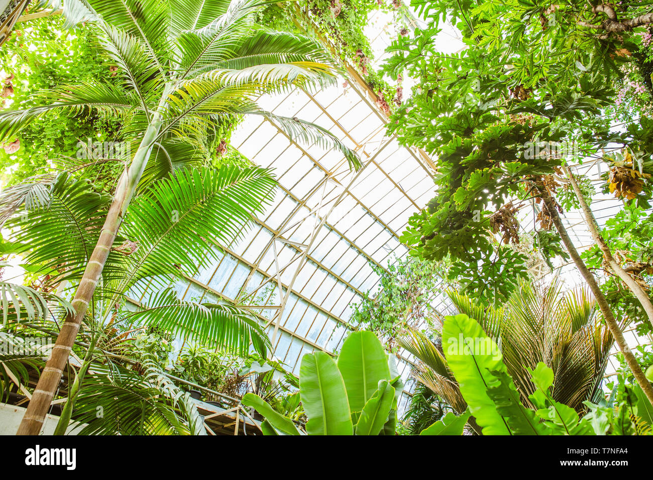 Tropical greenhouse glasshouse sunny interior full of lush green plants ...