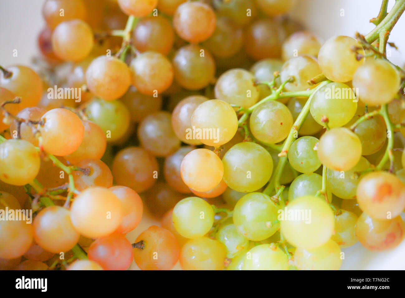 Gewürztraminer type Green grape isolated on white plate. With clipping path. Full depth of field. - Image Stock Photo