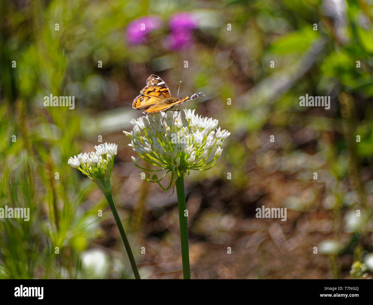 Cross Timbers vegetation is preserved at the Lake Mineral Wells State Park, next to Mineral Wells Texas preserves nature and the butterflies love it. "American Lady" butterfly feeds on a Texas Milkweed. Stock Photo