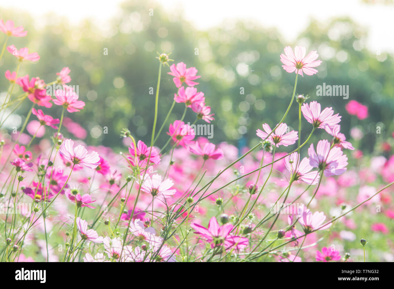 Cosmos flowers in nature, sweet background, blurry flower background, light pink and deep pink cosmos Stock Photo