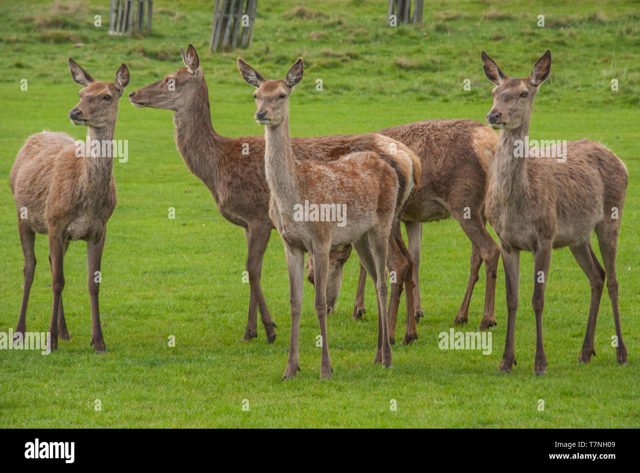 Deer family eating grass in the Richmond park. London Stock Photo - Alamy