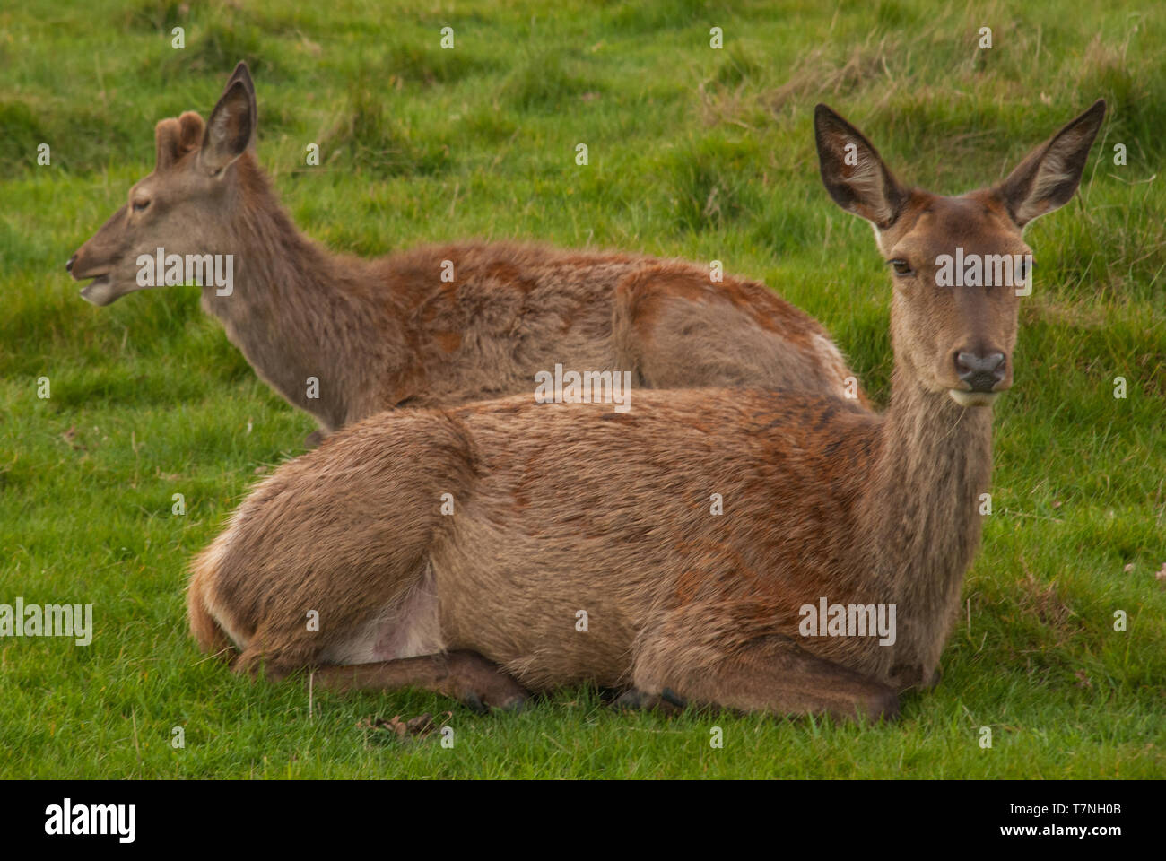 Deer family eating grass in the Richmond park. London Stock Photo - Alamy