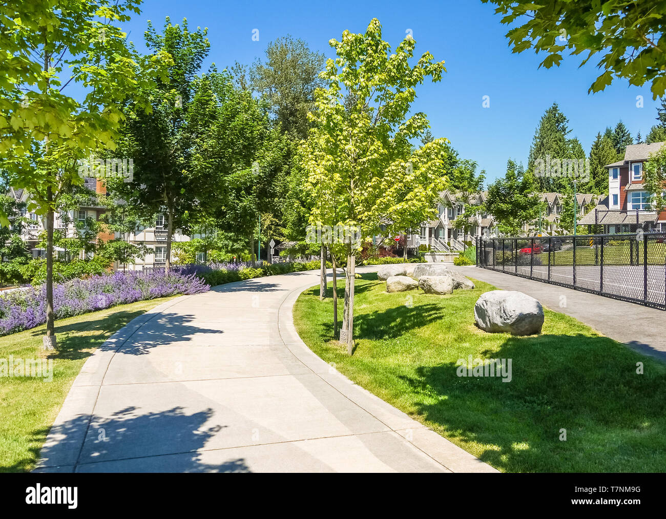 Paved walkway with maple trees in park area of residential community. Stock Photo