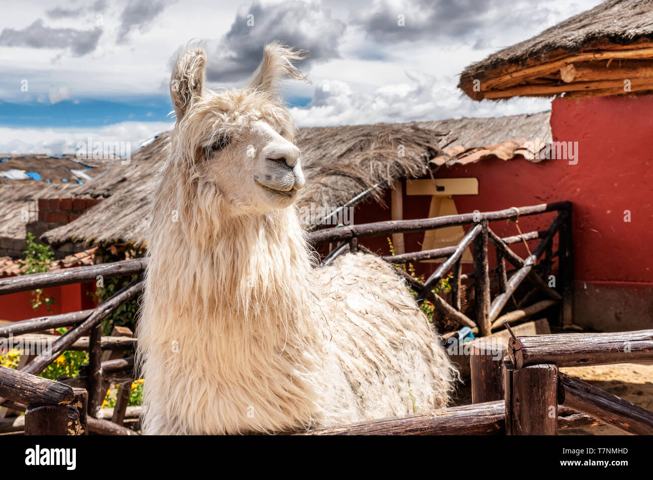 Alpaca looking over the fence by the house in Chinchero, a small town of Urubamba Province in Peru. Stock Photo