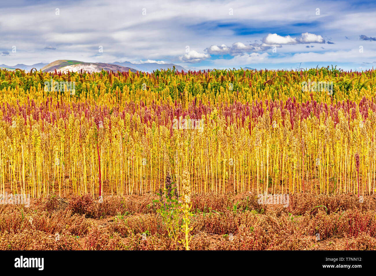 Red and yellow quinoa field in the Andean highlands of Peru near Cusco by Maras Morea the old Incas agricultural fields. Stock Photo