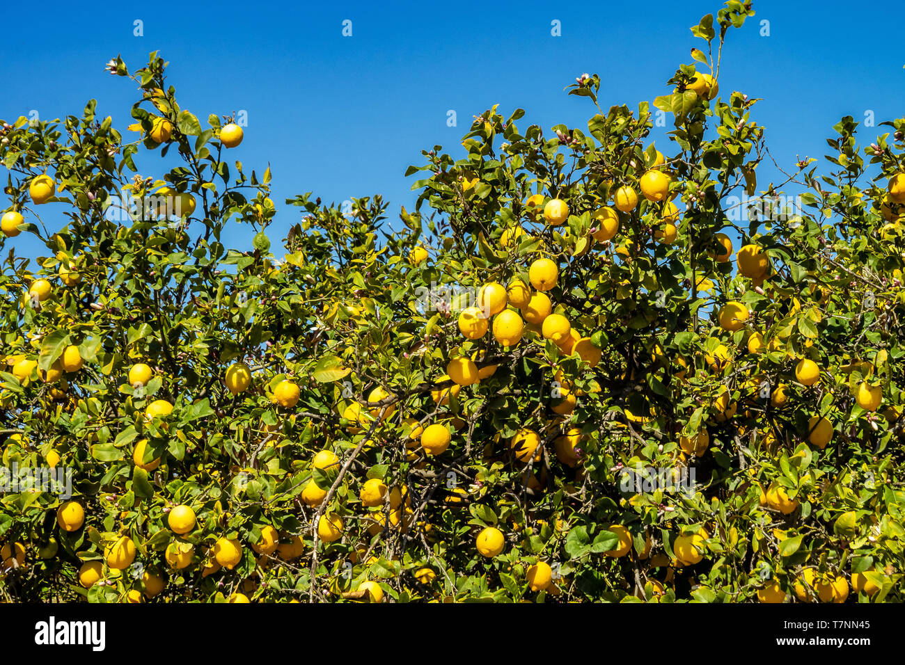 Lemon trees in Elche near Alicante in Spain Stock Photo