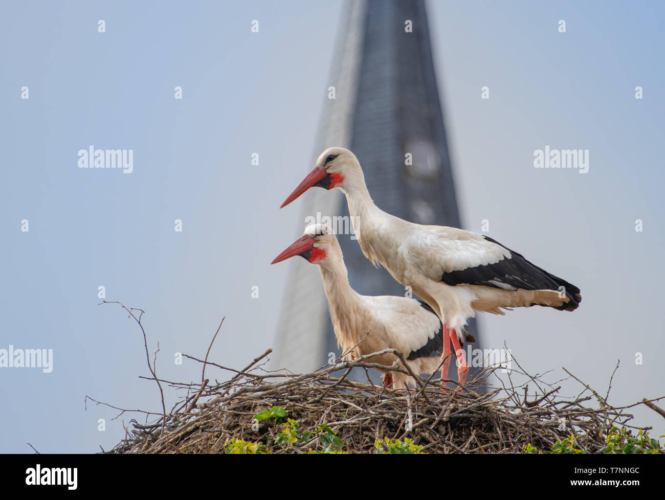 white stork couple rattle in the nest, alsace france travel Stock Photo