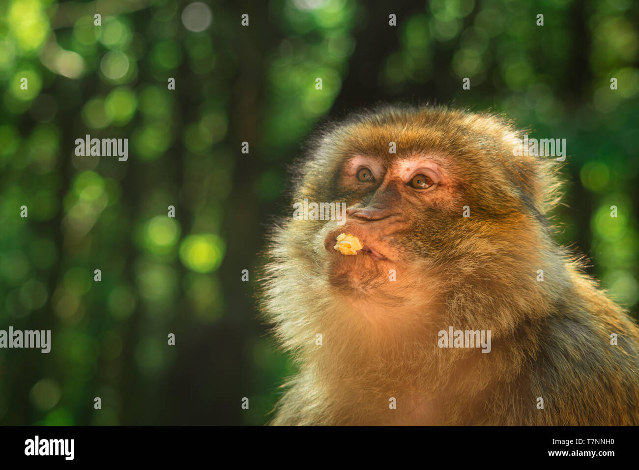 funny monkey eating popcorn, ape portrait with green bokeh copy space Stock Photo
