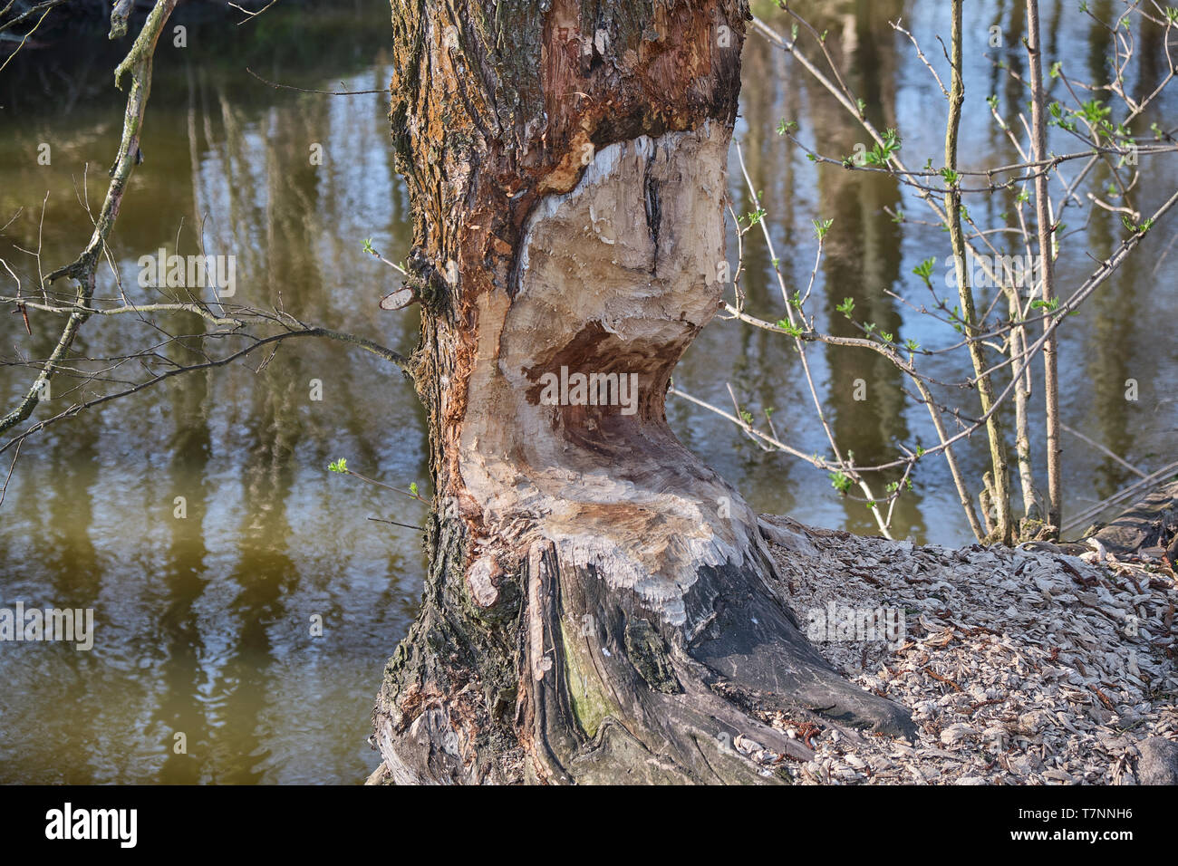 Tree trunk near river gnawed by beavers Stock Photo