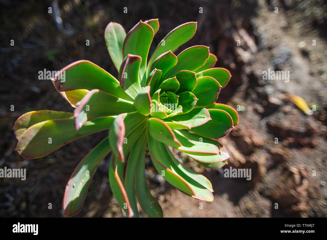 Succulent. Plant in the wild. Tenerife - Canary Islands, Spain Stock Photo  - Alamy