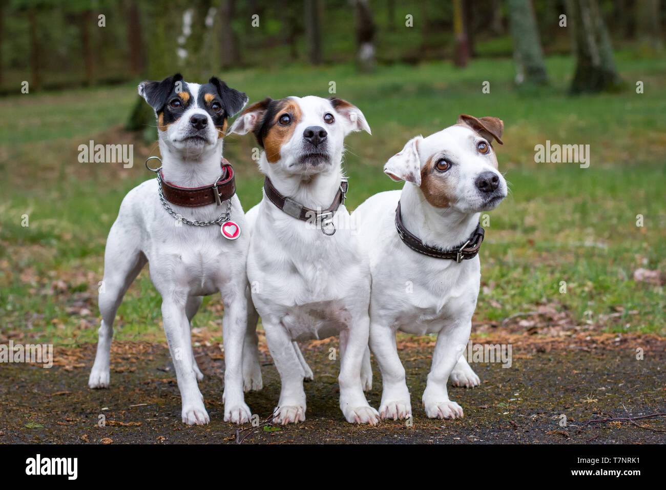 Three white Terriers, Parson Russell Terrier and 2 Jack Russell Terrier  Stock Photo - Alamy
