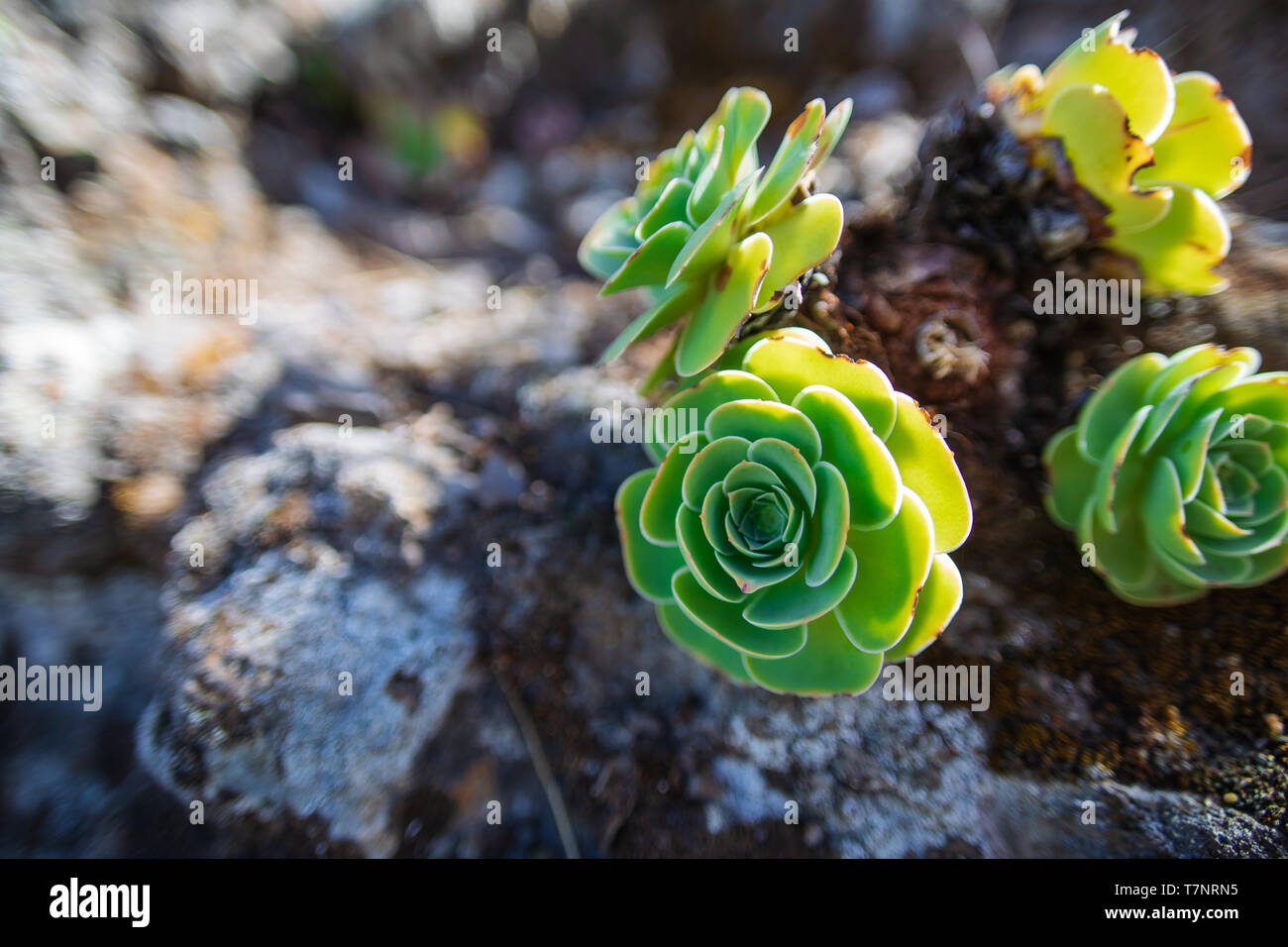 Succulent. Plant in the wild. Tenerife - Canary Islands, Spain Stock Photo  - Alamy