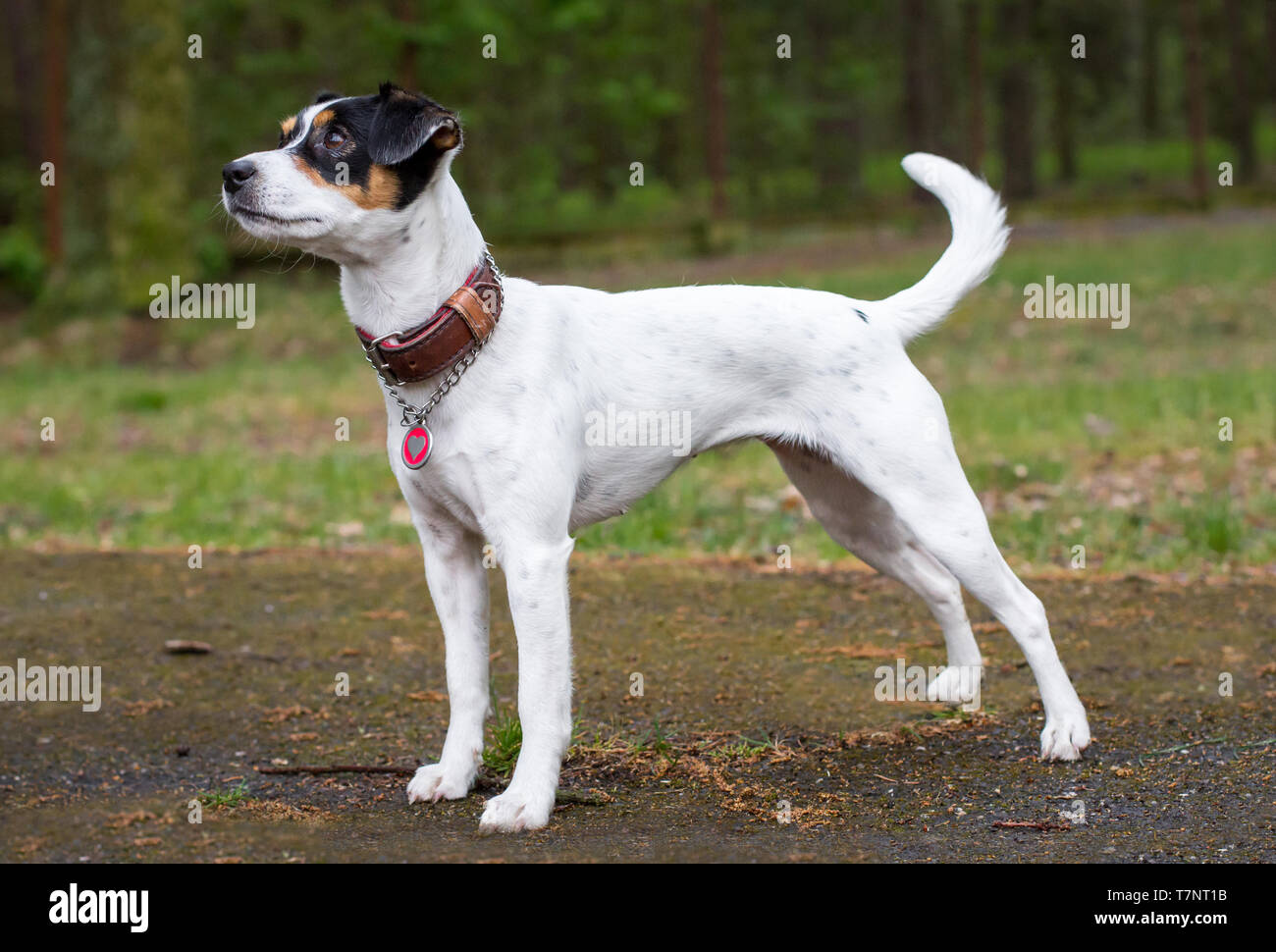 Parson Russell Terrier standing Stock Photo