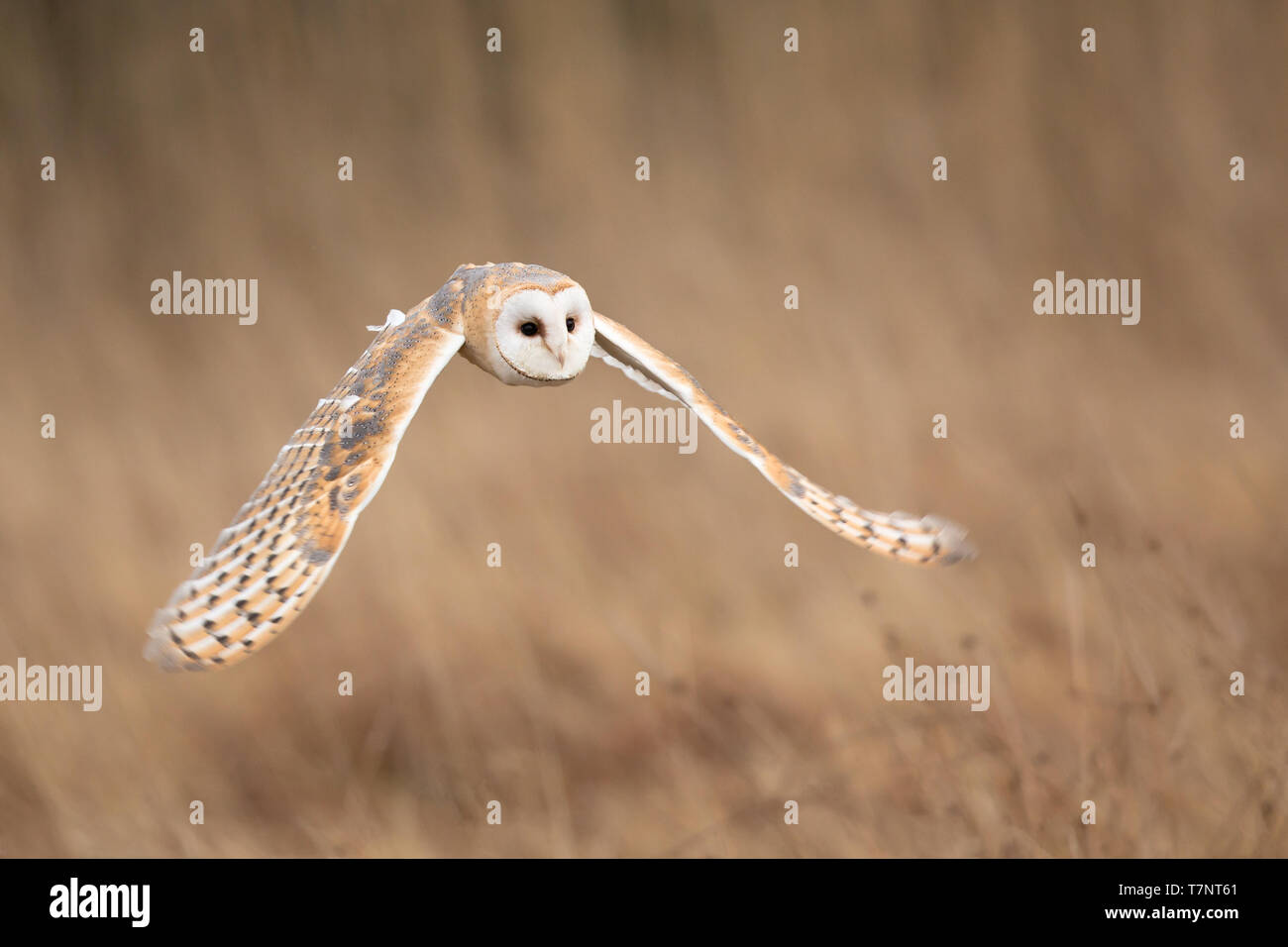 Barn owl (Tyto alba) is the most widely 