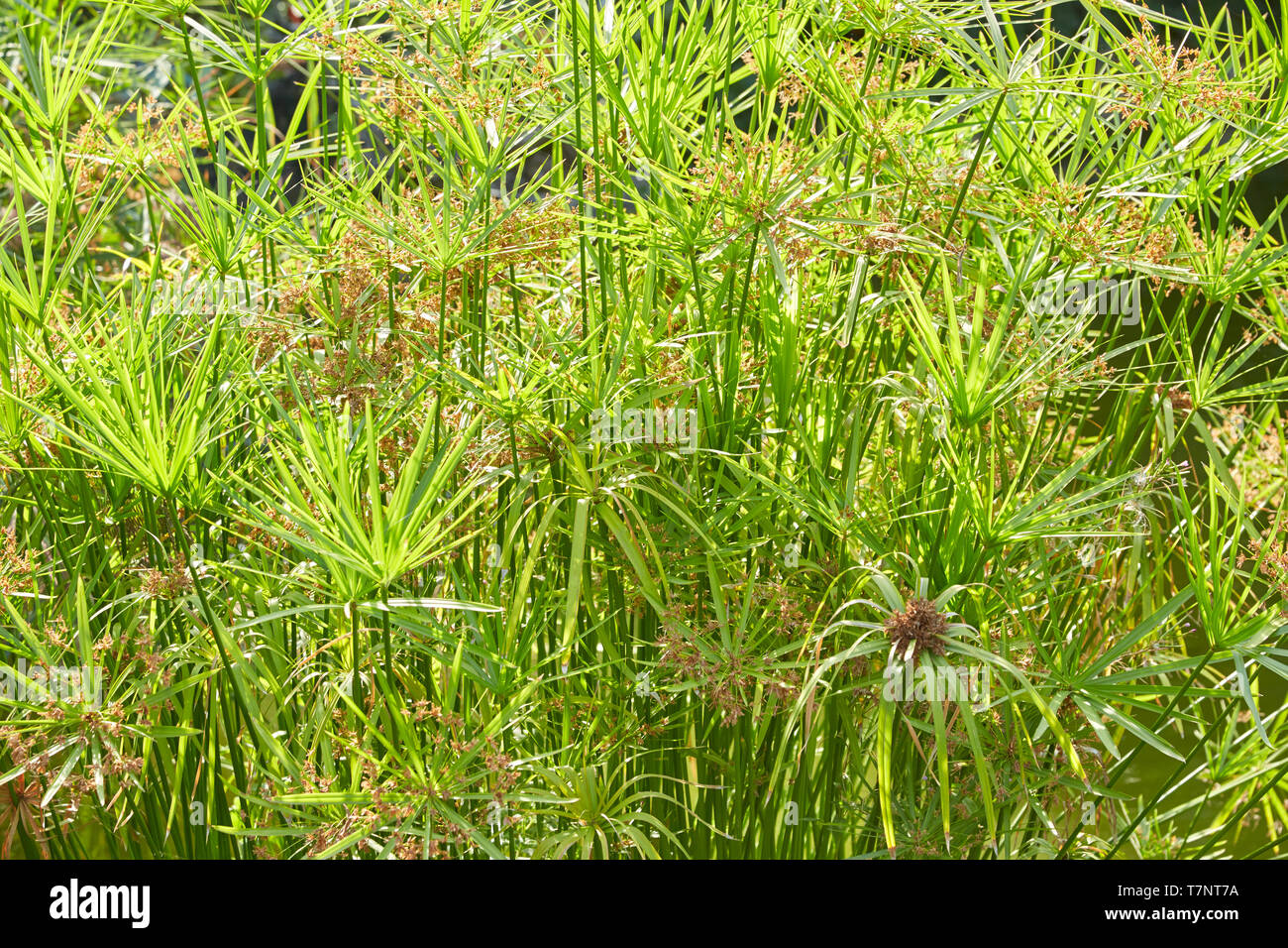 Cyperus alternifolius plants with flowers texture background, sunlight Stock Photo