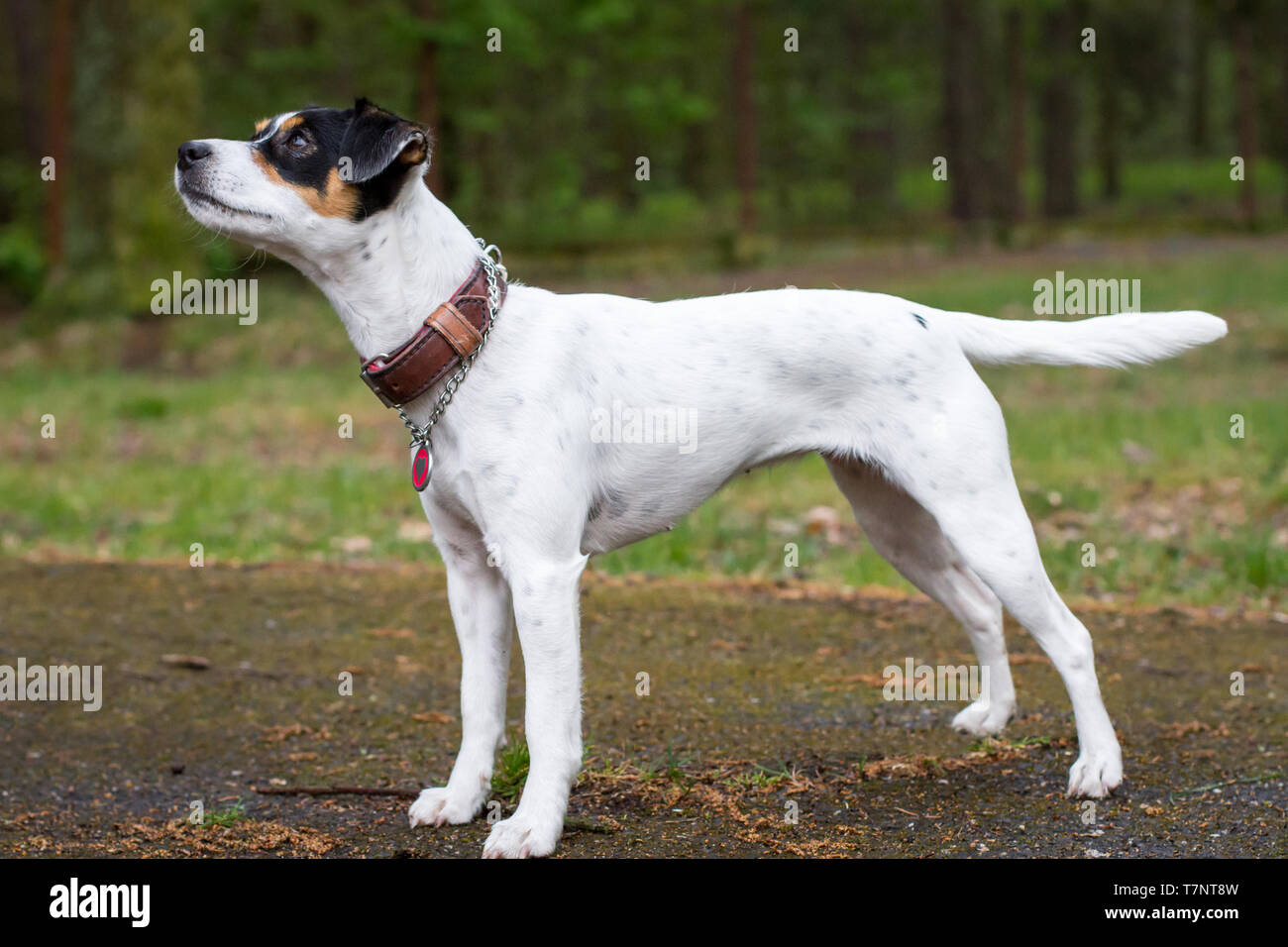 Parson Russell Terrier standing Stock Photo