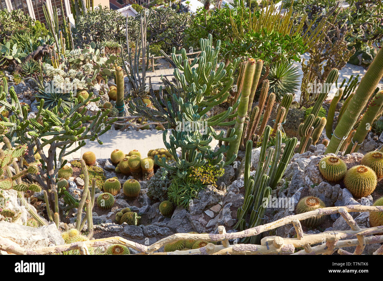 MONTE CARLO, MONACO - AUGUST 20, 2016: The exotic garden path with cactus succulent plants, high angle view in a sunny summer day in Monte Carlo, Mona Stock Photo