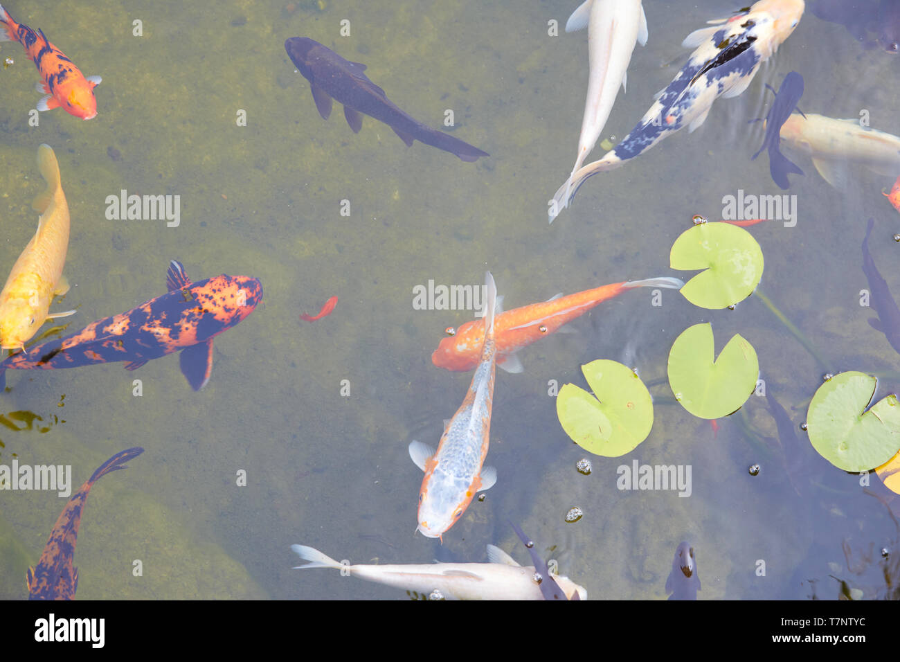 Koi pond with colorful fishes and waterlilies leaves in a summer day Stock Photo