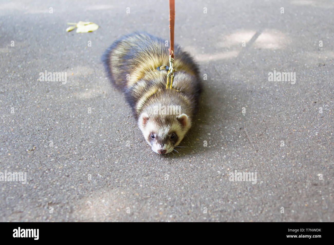 A ferret on a leash on the pavement Stock Photo Alamy