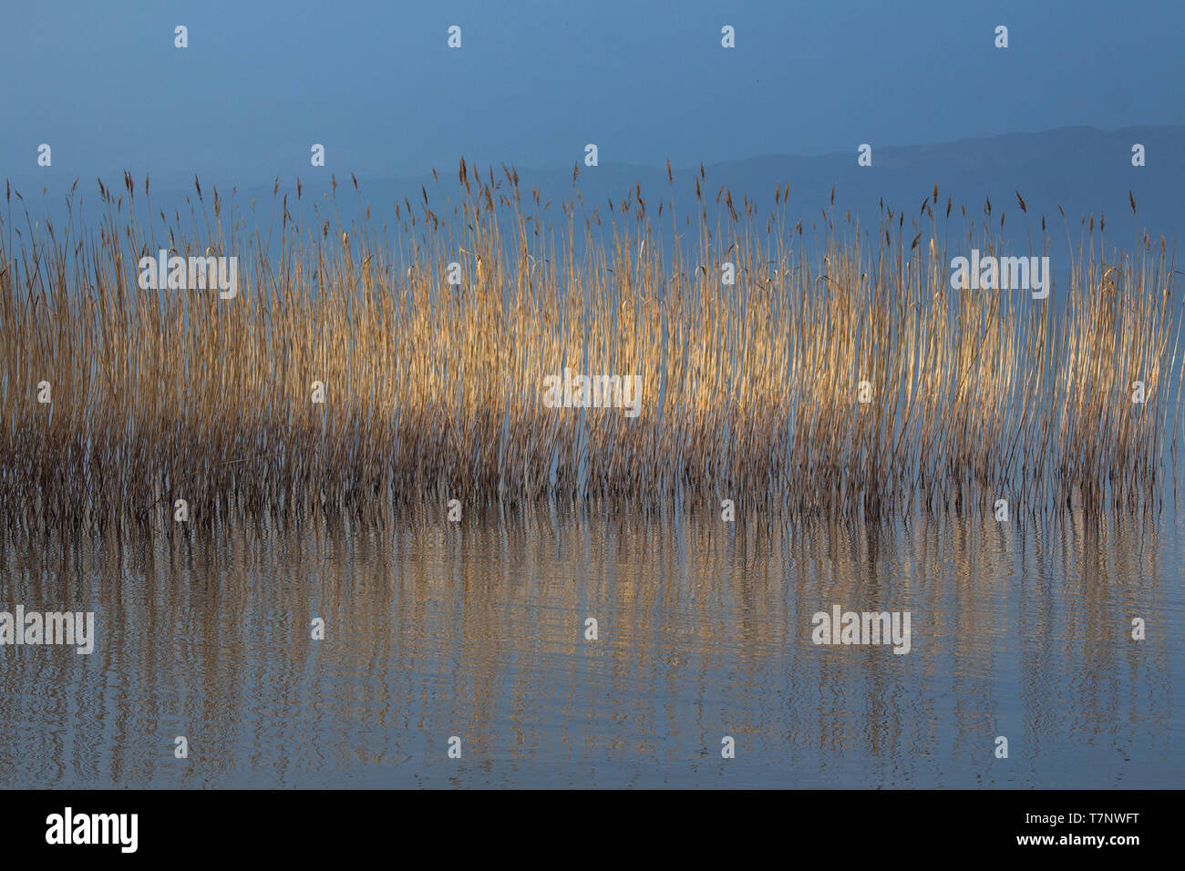 Landscape. Reeds in sunlight in Ohrid Lake Stock Photo - Alamy