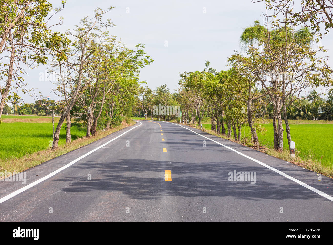 Empty road surrounded by rice fields during a sunny day . Stock Photo