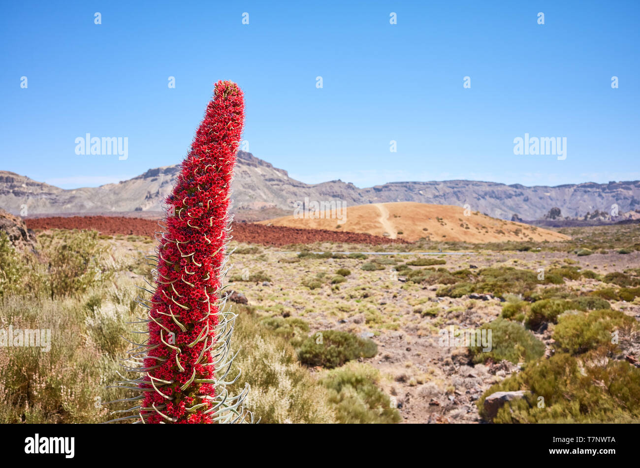 Tower of jewels plant (Echium wildpretii), endemic species to the island of Tenerife in Teide National Park, Spain. Stock Photo