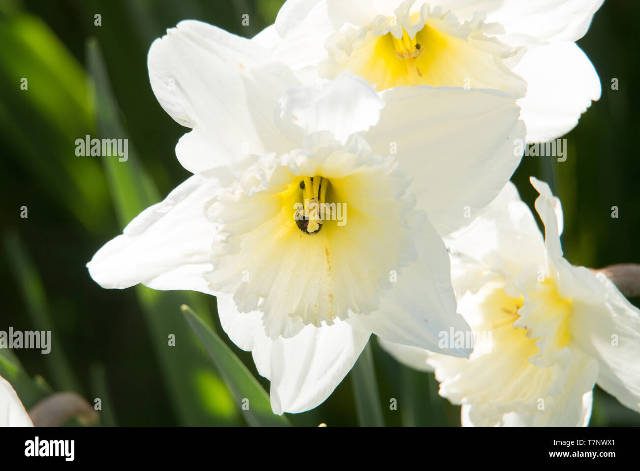 White Daffodils, Narcissus, flowering in the Spring sunshine Stock Photo