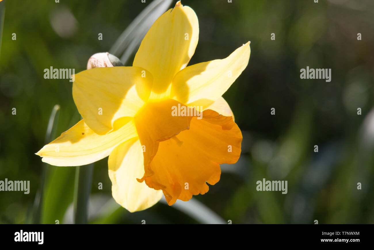 Single yellow Daffodil flower, Narcissus, flowering in the Spring sunshine Stock Photo