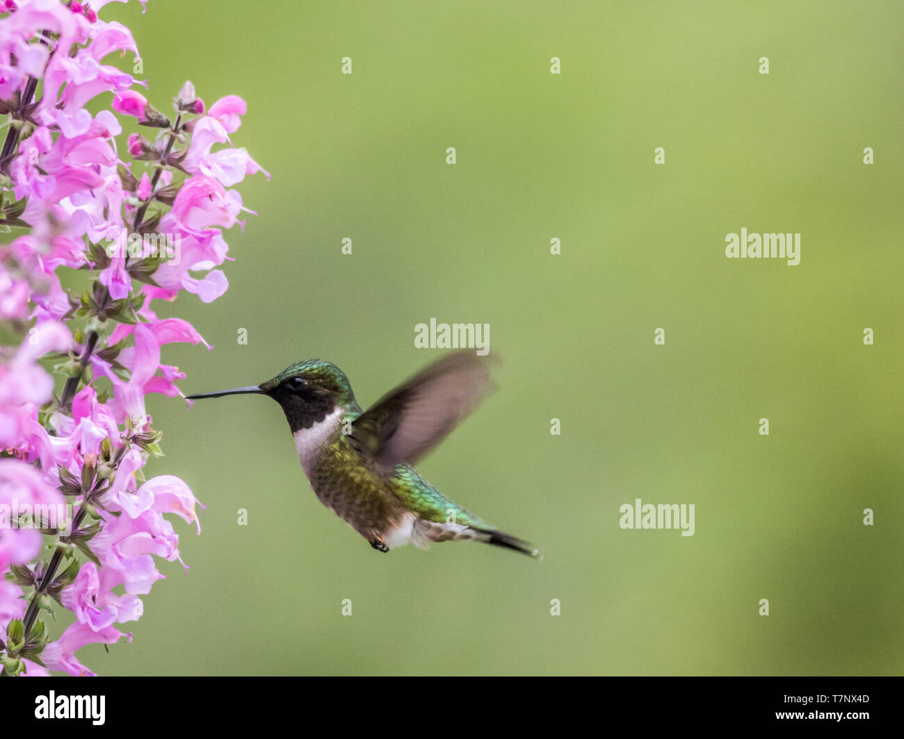 Female Ruby-throated Hummingbird, Archilochus colubris, feeds on Meadow Sage (Salvia Pretensis), a pink perennial flower in Spring Stock Photo