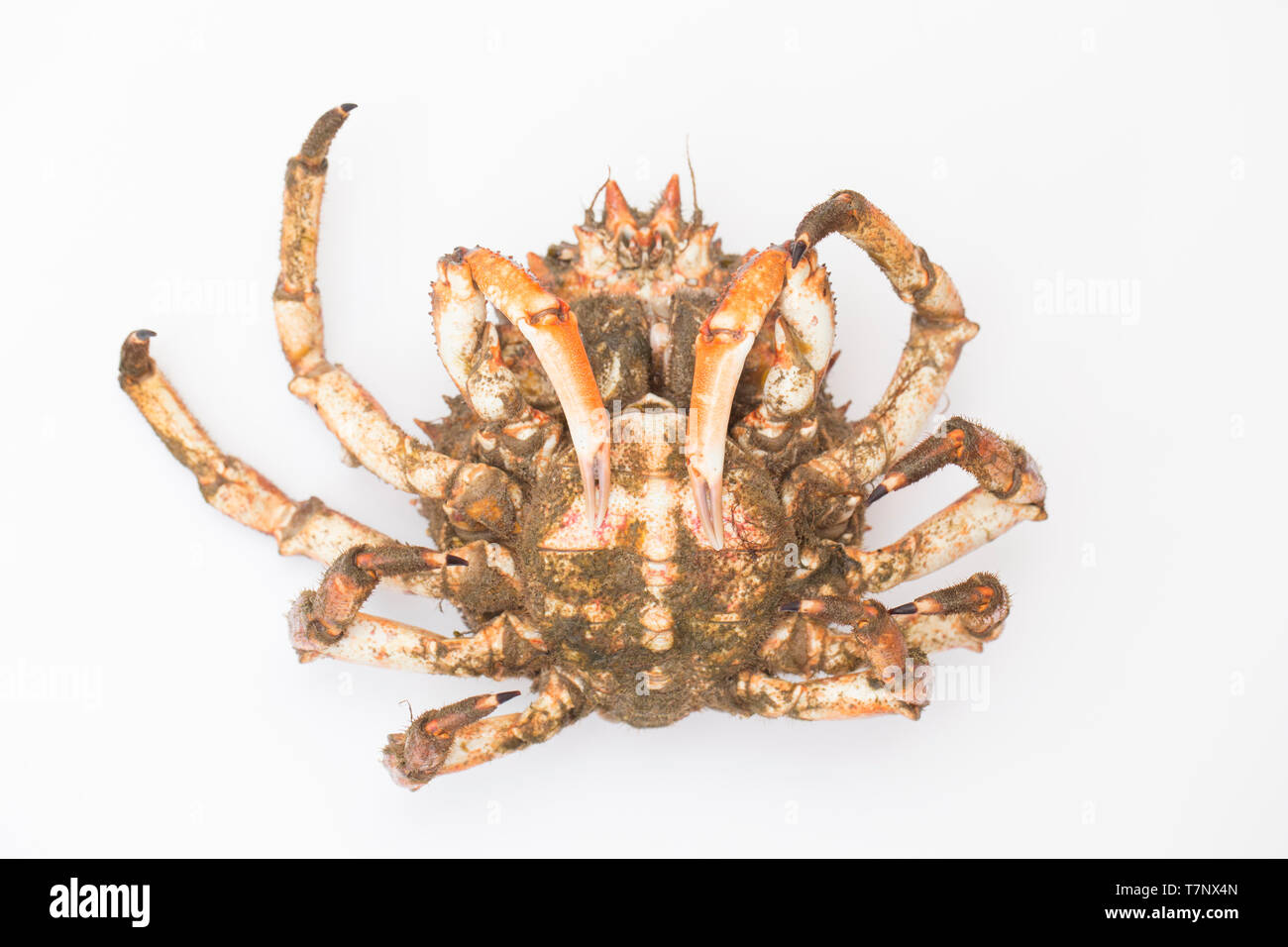 An uncooked female, or hen, spider crab, Maja brachydactyla, that was caught in a drop net baited with a pollack’s head near Weymouth in Dorset Englan Stock Photo