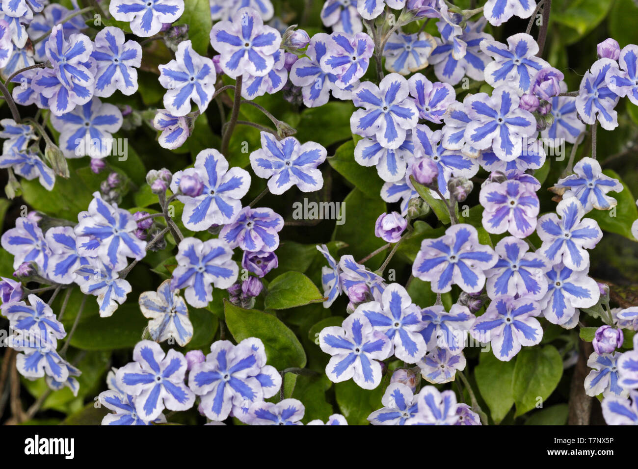 Lithodora Diffusa Blue Star Stock Photo